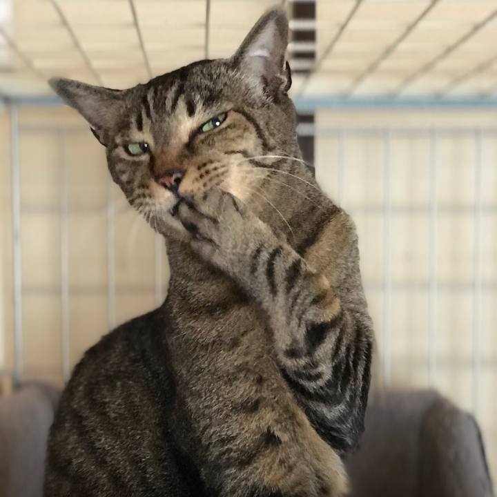 1e808034 986a 406f b05d 3e5fc7d48c8d 1529025113845