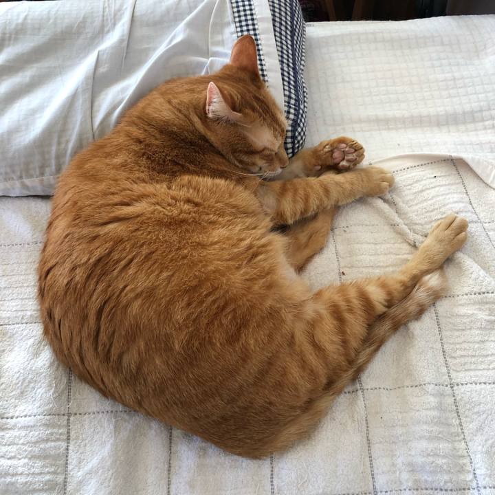 1e83b866 971e 4d96 9c76 f46c118b764f 1596925208419