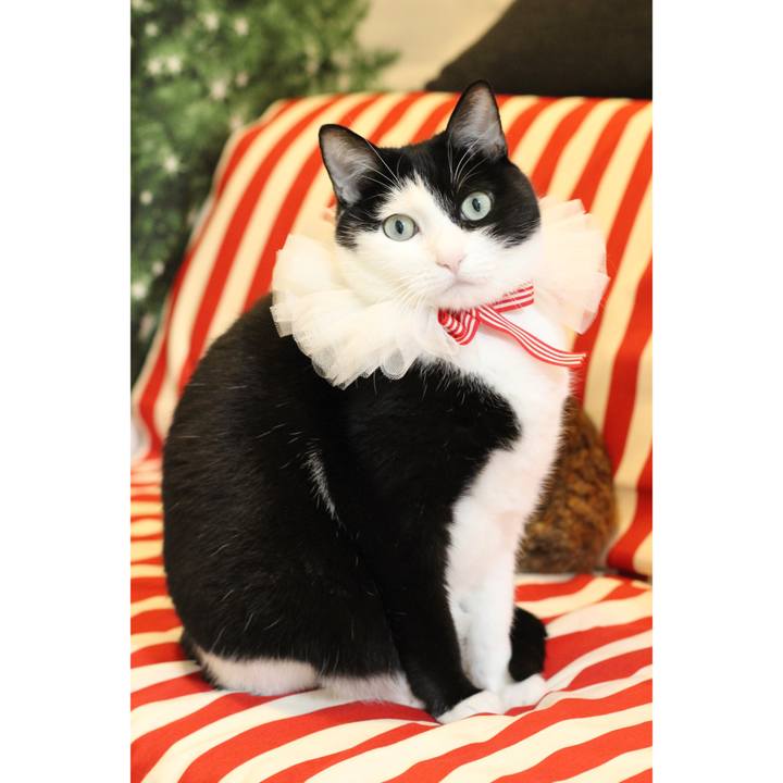 1e855c04 967c 4f3b 82e4 caac73b8c940 1570781349178