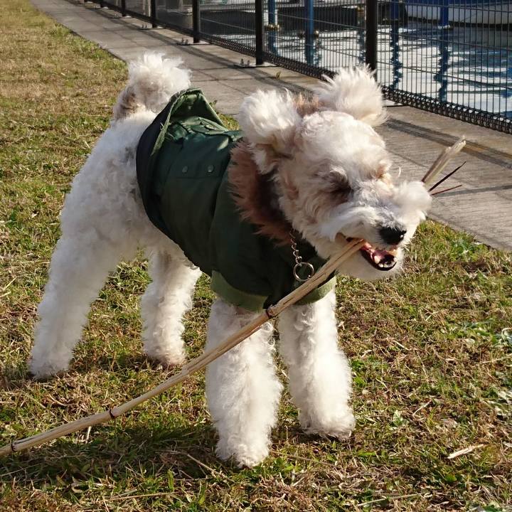 1e862c4b 9750 4447 b9f5 cf96b739afc3 1513388637048