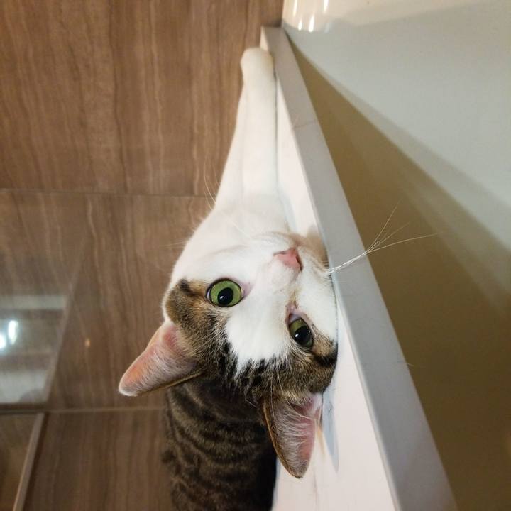 1e8686a8 1309 46f8 a435 b54dd5df221f 1563744156906