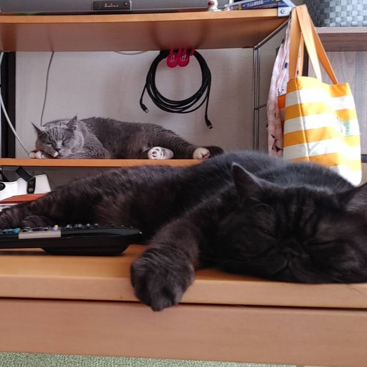 1e8791c1 2acc 4c30 8168 ff4bccd7eacc 1628461941597