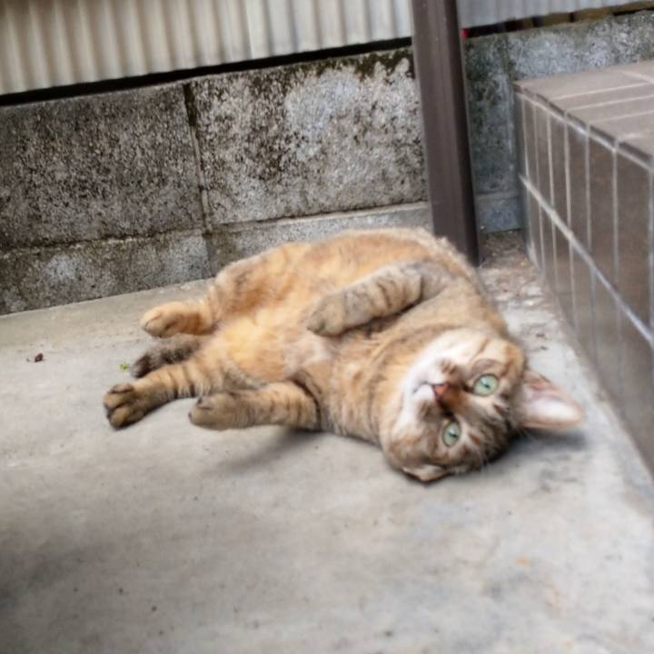 1e8a4038 bd9b 4c85 9c07 a7edcc23db4d 1626824613062