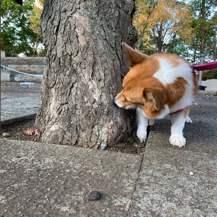 1e8b0689 a8dd 4b57 86f8 c8377aa430b0 1603268452506