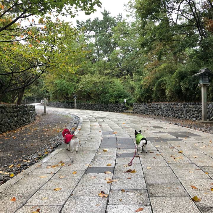 1e8df0c1 87cd 4a86 992a a9b2ef1d8516 1571702958147