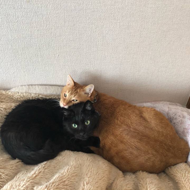 1e91c714 c39d 45b0 bacd 9a076c369232 1615085774552