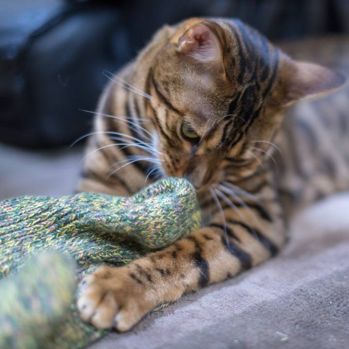 1e91ed51 a680 4f44 b54c 2aa228904b0c 1520952691612