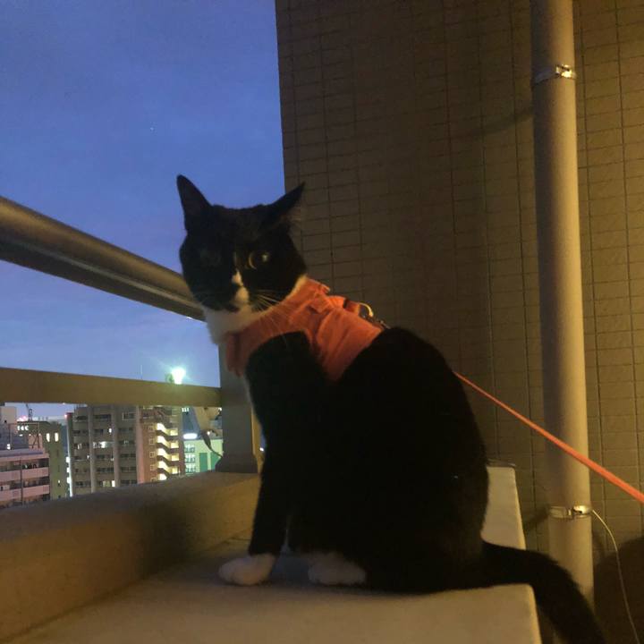 1e928596 5f60 4fae bc89 6cdff6eee1ba 1529532077704