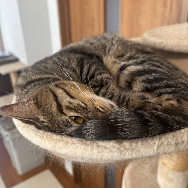 1e950471 cef1 4a85 829f d6389f89aba6 1763862737330