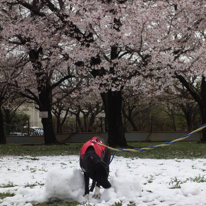 1e95083f 4042 4c1b 98b1 3c083ea26bd0 1585529960582