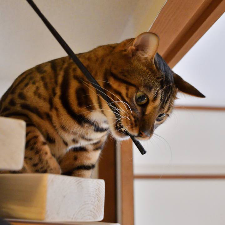 1e9e0f6a 258d 46ef 9ba0 f136d313f0b4 1511434260274