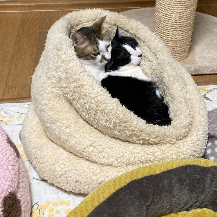 1e9ead7c 97b4 4f53 bf82 229bfc905b84 1707115486309