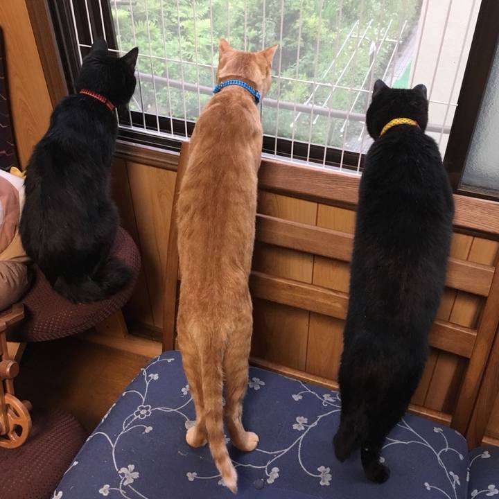 1ea1b78c 58f7 4c1c 9fb1 22c509a0c98b 1581431618216