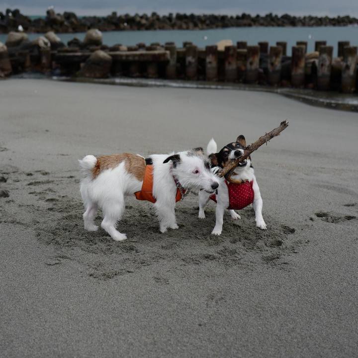 1ea4d0b6 c882 443d ae3e af64254684bb 1614325793284