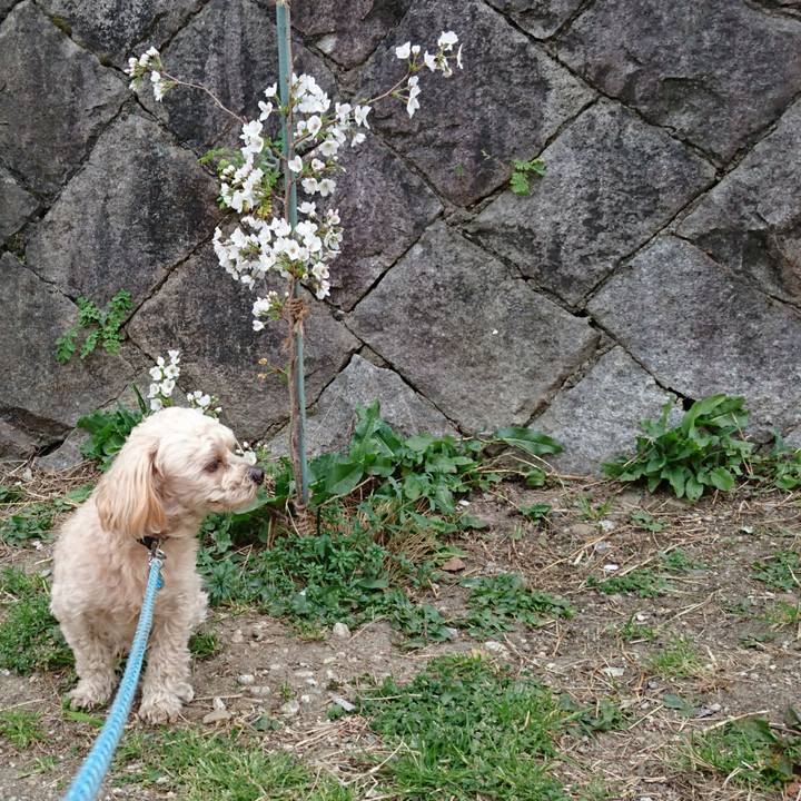 1ea6ec01 2cac 47a4 be90 0b498324ac8b 1554642238590