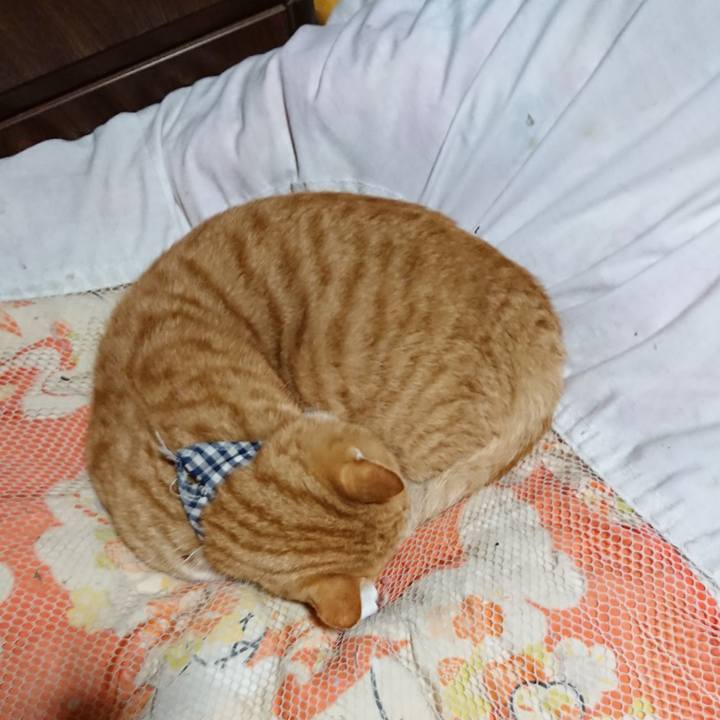 1ea8cf49 5113 4eec bf4c ed72b1569ea4 1575030815662