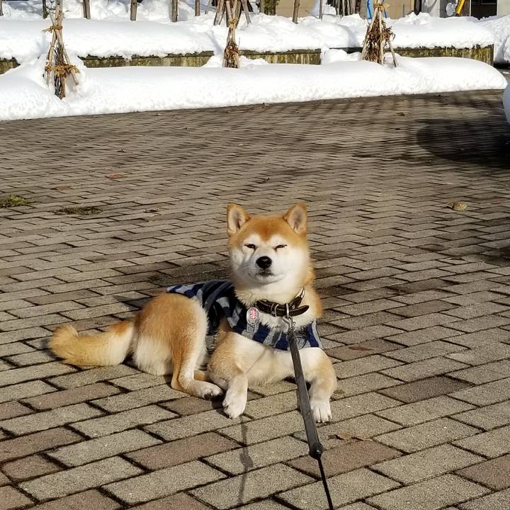 1eab951a 3e7f 4dd5 a45c ce3ae7b82f5e 1513572531569