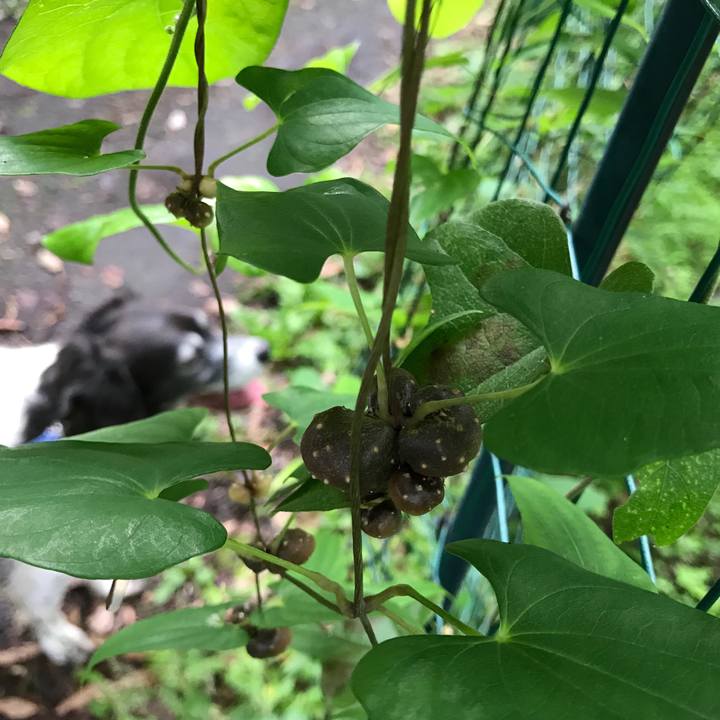 1eb0bca6 686f 4d32 bf0d bf8bf13b7132 1536926909578