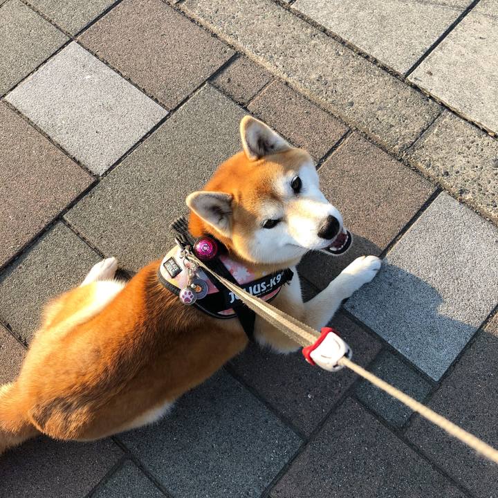 1eb1ba67 c1b9 4309 b4f0 29ce8d984cd9 1559986347049