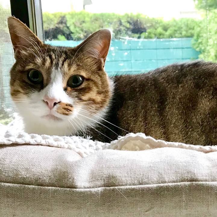 1eb2cceb 2dd0 4cd7 9f9c 022ec54bad7c 1537505672470