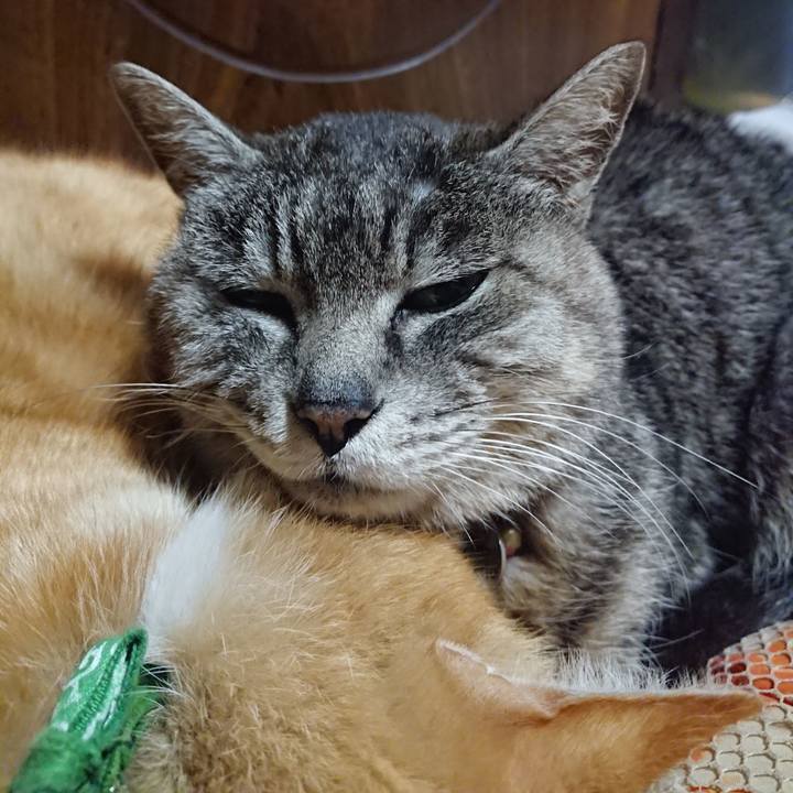 1eb3229d b4f9 4991 b492 48c189f9e7c8 1585571711469