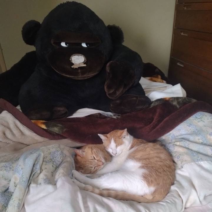 1eb7a77d f8c8 41a7 a596 b566cecb1299 1743140008850