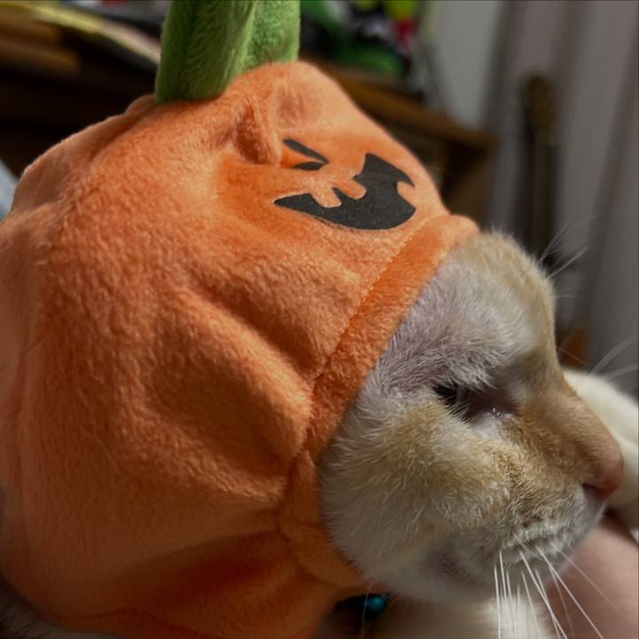 1eb82854 b819 4e88 a8f8 670330f971f4 1759229208184