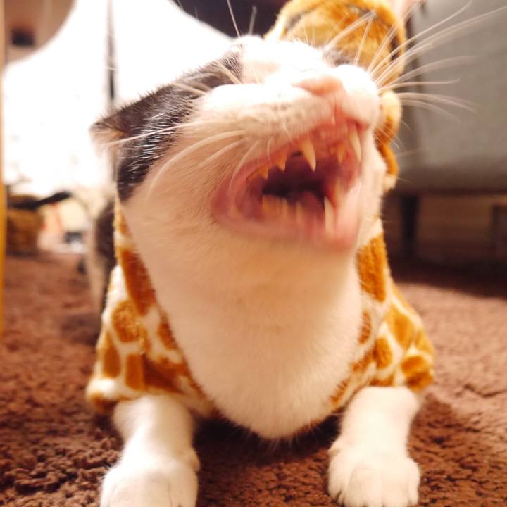 1ebbeb88 b589 4369 84ef 4dc67d3300b2 1544933344895