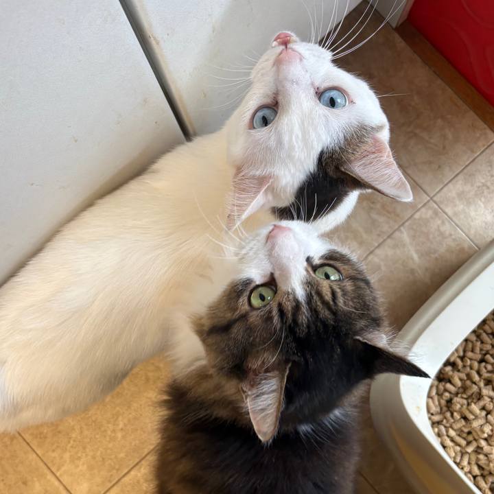 1ebd82a8 f56b 43da 981e d1661a9a2d51 1775007429917