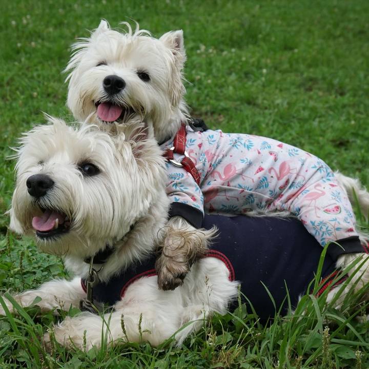 1ebe0943 3e2c 4b6c 99f0 ff6ac0be3339 1530229058550