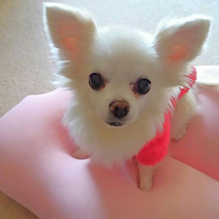 1ec2b6de 721e 449c bc27 1118c8abccab 1550524272676