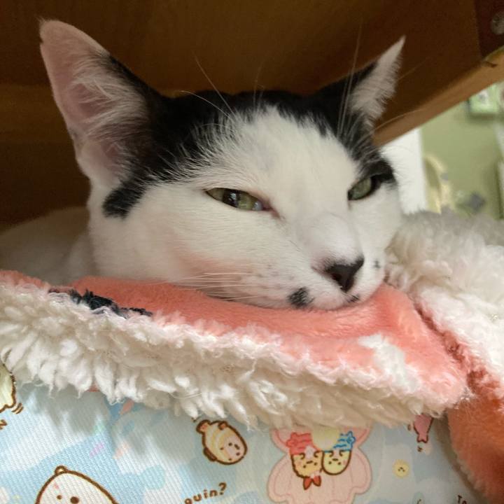 1ecbd44b 6427 4561 a47b 57f1b698b404 1762121714557