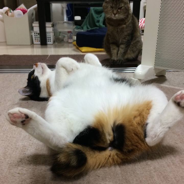 1ece3b32 52f0 40ee 9596 55aba0d338b7 1518695453128