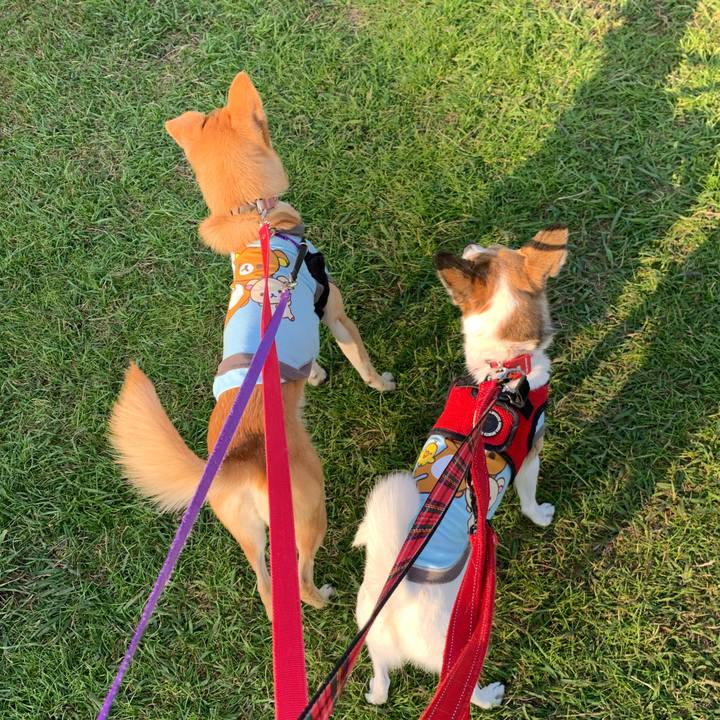 1ed09cb7 4e75 4730 8c04 1ec0f36d72ee 1573317836486