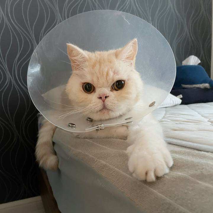 1ed20df9 d2c4 4bc5 aaf8 f420c3aba6aa 1760310823655