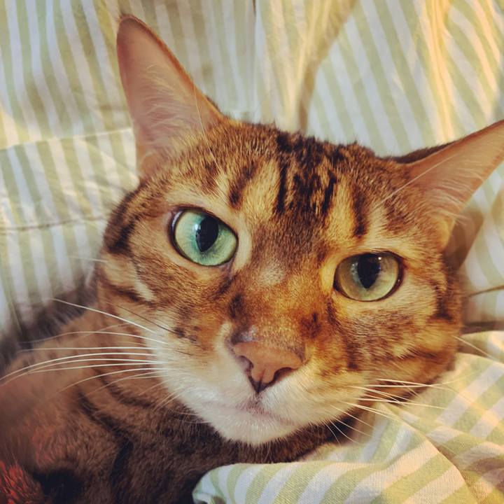 1ed51085 8448 4714 aeae 026e5ba5e21b 1585612597801