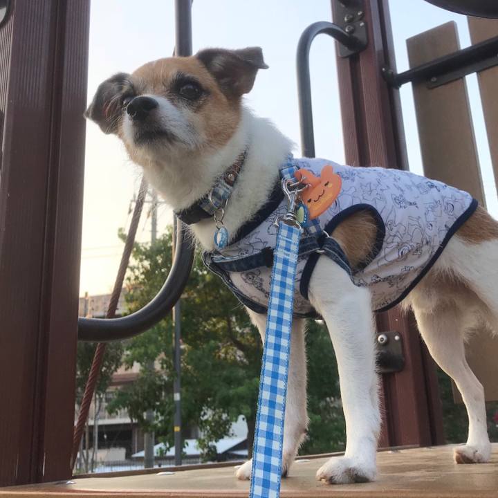 1ede39f8 7995 43f0 915e 6a8469fedce4 1535671617482