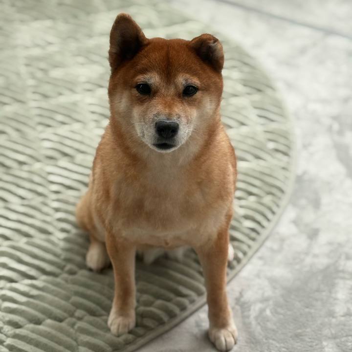 1ee10d4c 8a4c 46de 9b77 0994da77641f 1765250637068