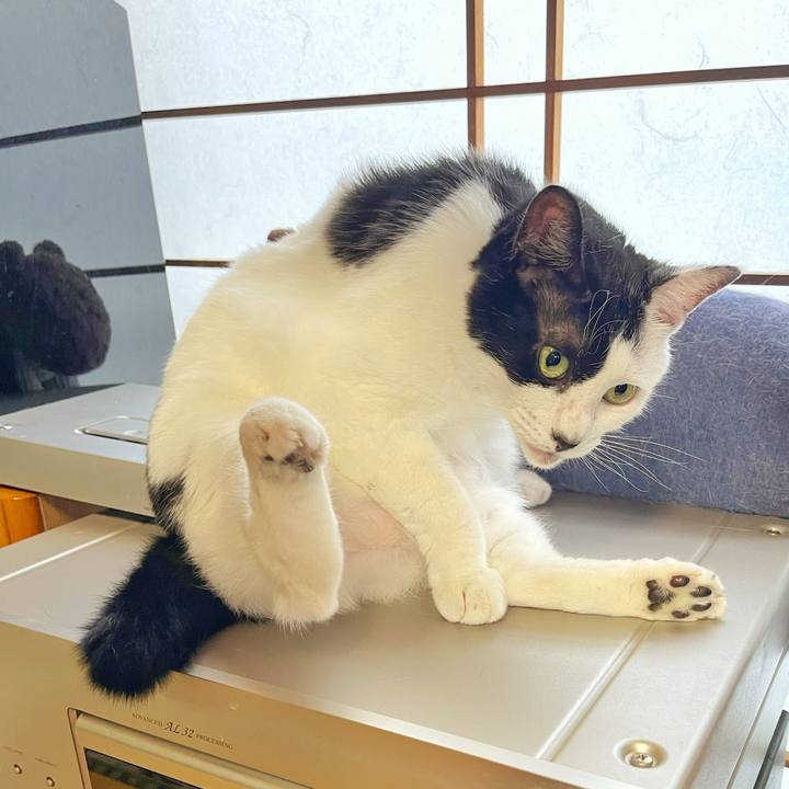 1ee1c5eb 918f 4ad7 9590 1d8d4caaefef 1754261741114