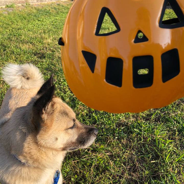 1ee6c626 6ac4 4ec6 82e2 7290be9bce45 1604145380759