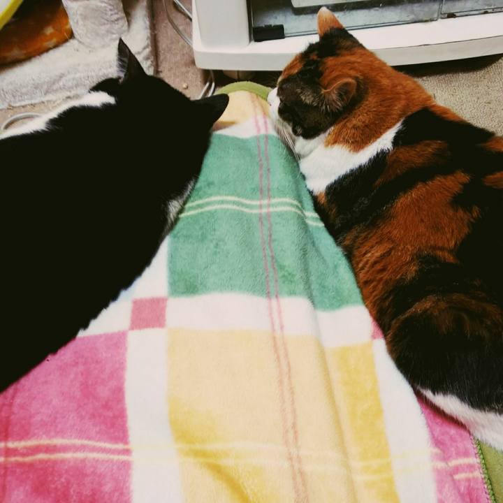 1ee90ced 13e2 40cc bc0d e09bb1f5d618 1540685763485