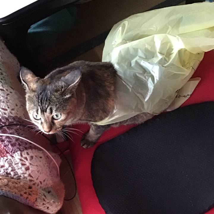 1ee9f04f 06e6 4b1a be63 2e83fc79d45c 1759379731238