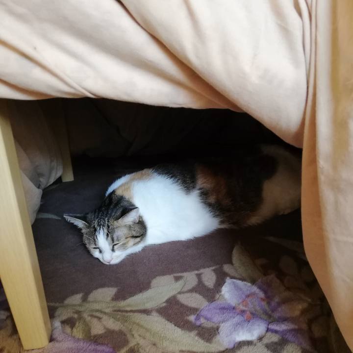 1eeaa035 f012 4a30 a039 2e738158f034 1603003676594