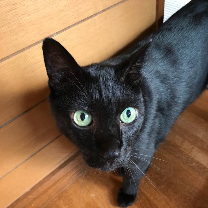 1eee51e7 ccfe 4f1a 9fe0 e962527c30ae 1534379078284