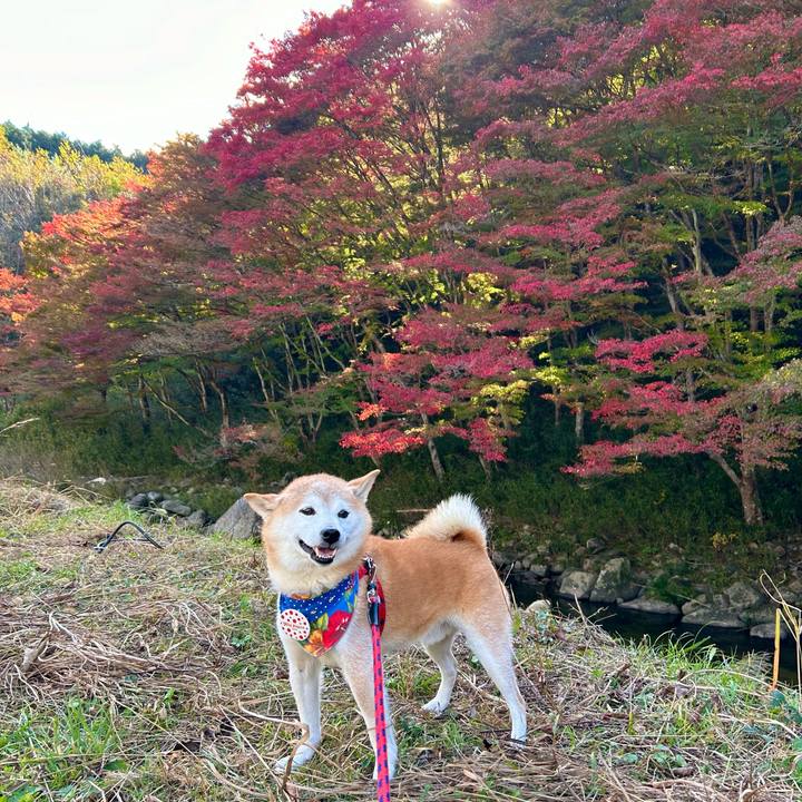 1eee6ad0 050e 409f 857e 3b033111bb5a 1731919996154