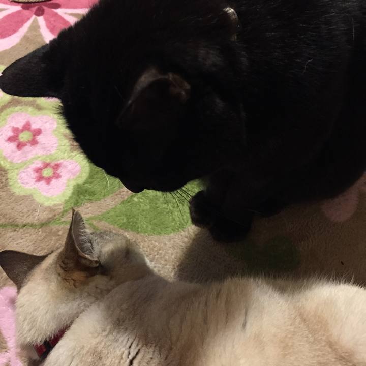 1ef441f4 9029 4e37 9c93 0db732137883 1519470649080