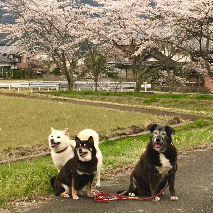 1ef5abf7 d8c7 419e 8210 4401fd239dce 1616838479715