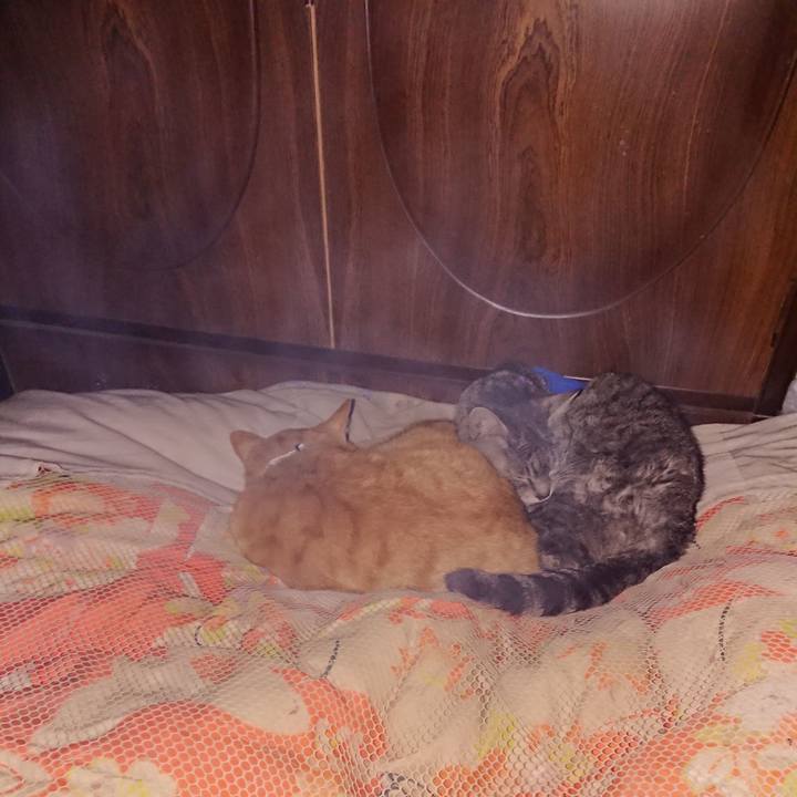 1efb9ecc e742 4074 9772 253e4d58b352 1586965371913