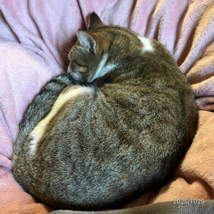 1efca1d7 4822 4a98 8bd5 d25f606bddf5 1764380310401