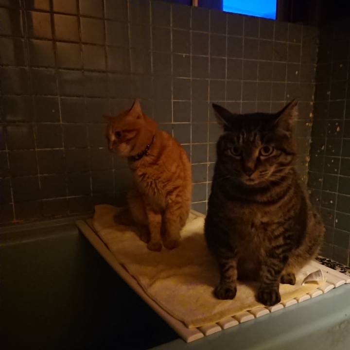 1f068d49 87b6 4321 a017 d76263c7a0f1 1654772567438